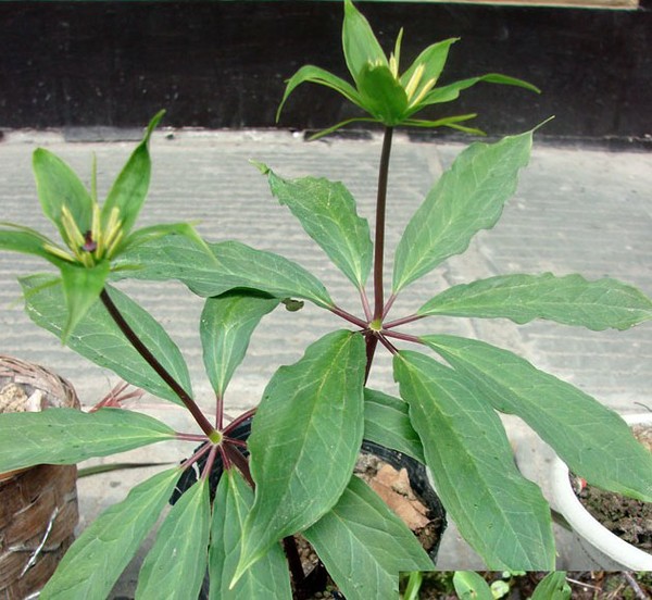 七叶一枝花 药材来源 传说故事