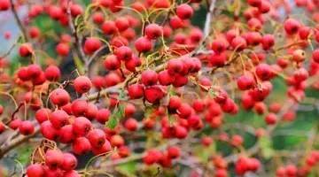 山楂开胃易致结石