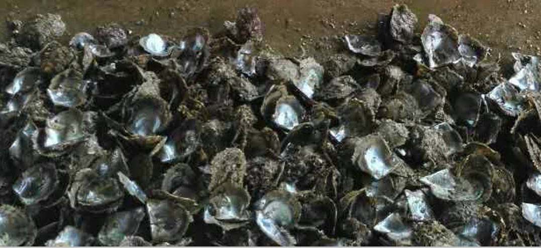 治疗白内障口服药……消朦片