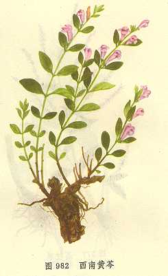 中草药图谱大全 xinanhuangqi.jpg