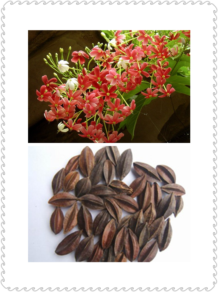 中药使君子的不良反应与防治