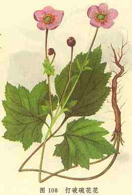 �����뻨��