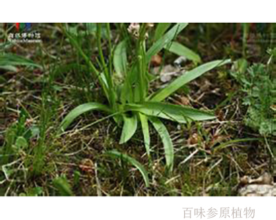 百味参原植物