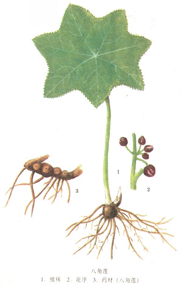 八角莲图