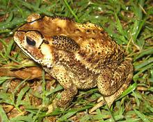 蟾酥药材来源---蟾蜍