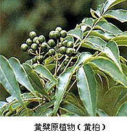 黄柏原植物
