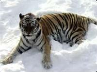 虎骨--药材来源