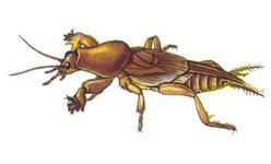 中药 中药材 利水渗湿药 > 蝼蛄    【药材名称】蝼蛄 【毒】 【拼音