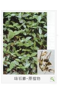 络石藤