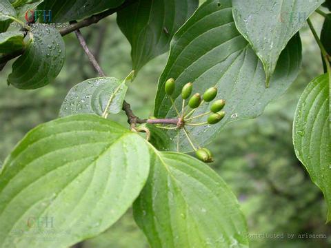 山茱萸原植物