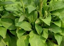 洋地黄叶原植物--洋地黄叶