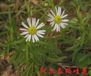 阿尔泰狗娃花