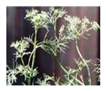 阿育魏实原生态