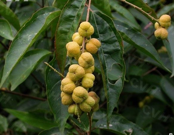 巴豆原植物-种子