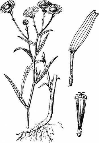白背苇谷草图谱