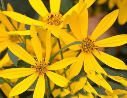 白背苇谷草原生态