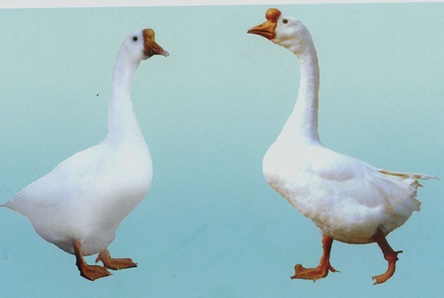 白鹅
