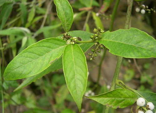 白饭树叶原生态