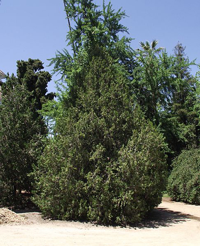 柏根白皮原形态