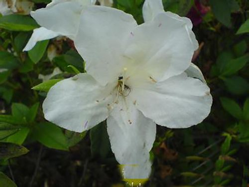 白花映山红原生态