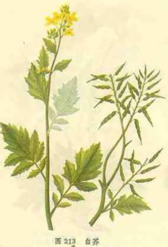 白芥图谱