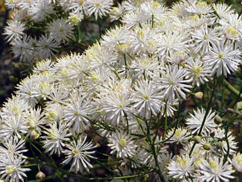 瓣蕊唐松草原生态