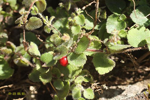 鞭打绣球原生态