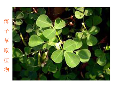 辫子草根原形态