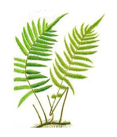 篦子舒筋草图谱