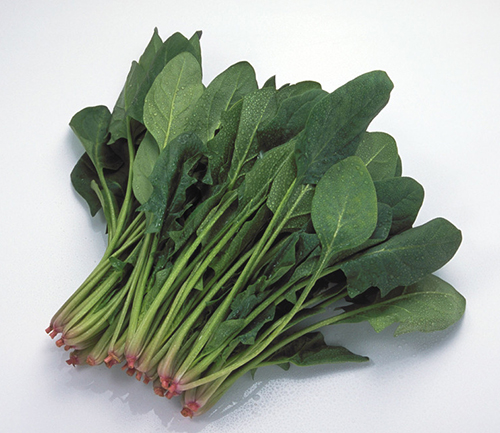 菠菜原形态