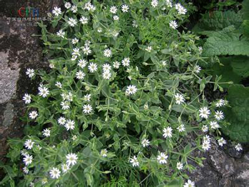 叉歧繁缕原形态