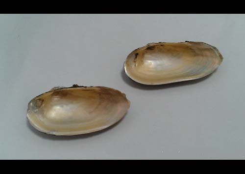 蛏壳原形态