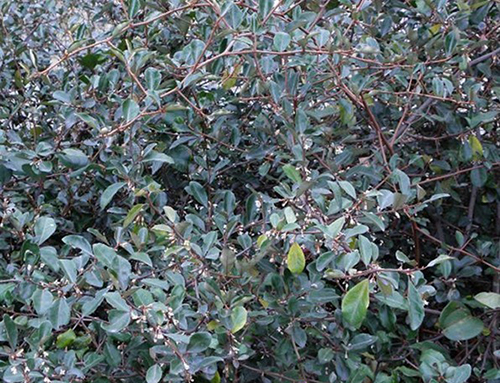 福建胡颓子原形态