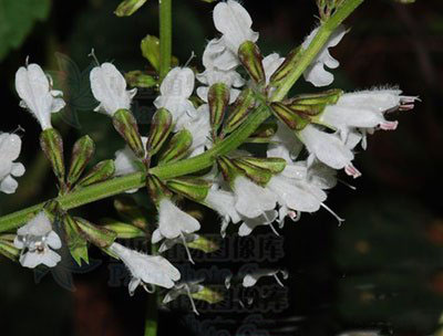 花茎状丹参原植物