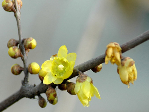 铁筷子（腊梅根茎）