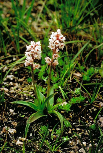 穗花粉条儿菜原植物