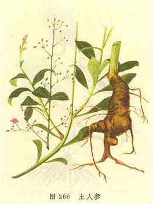 土人参图谱