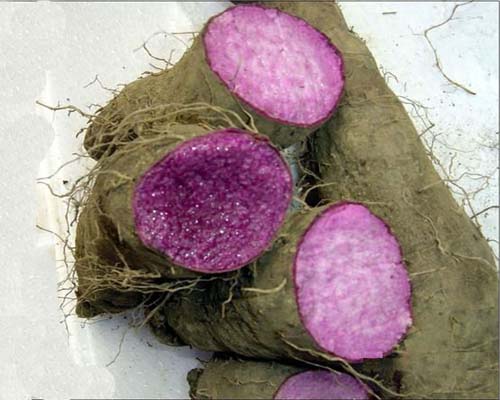 土人参原植物-栌兰根