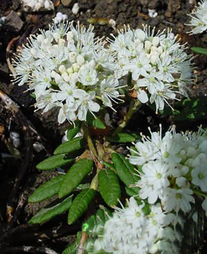 细叶杜香原形态