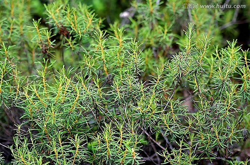 细叶杜香原植物