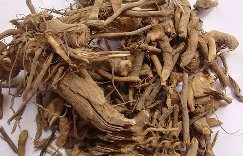 药材-白牛胆