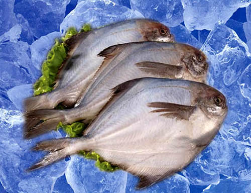 银鲳鱼图