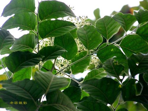 芸香科大管原形态