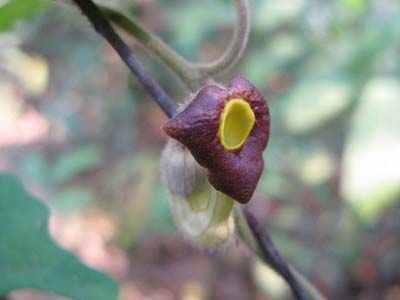 植物-异叶马兜铃