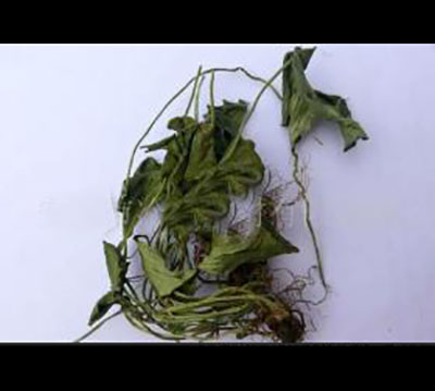 中药-突隔梅花草