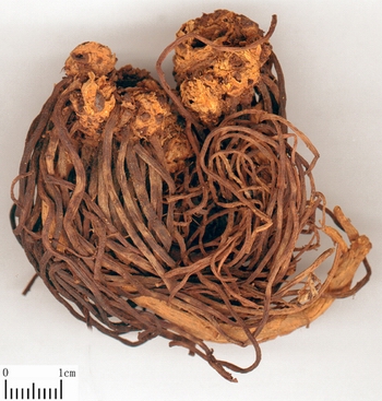 中药材-阿尔泰紫菀