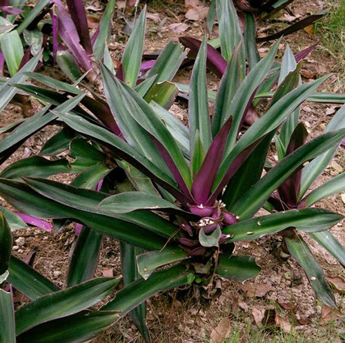 紫万年青原生态