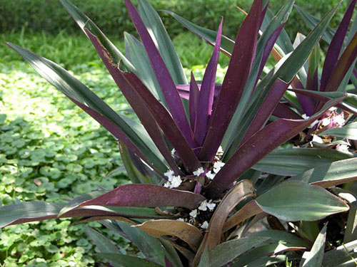 紫万年青原植物